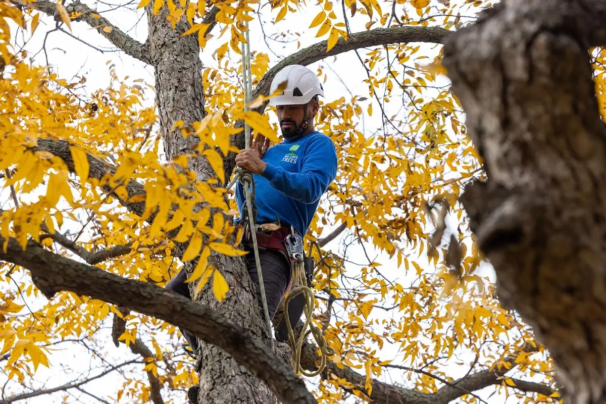 Skilled Tree Pruning crew working in Lehigh